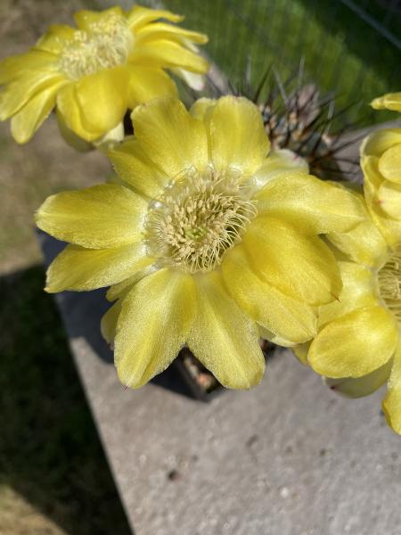 Acanthocalycium glaucum